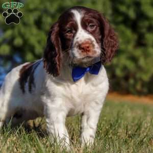 Ronnie, English Springer Spaniel Puppy